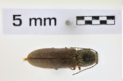 Foto (Dorsalansicht) von Limonius dubitans (NHMW-ZOO-COL-0008604)